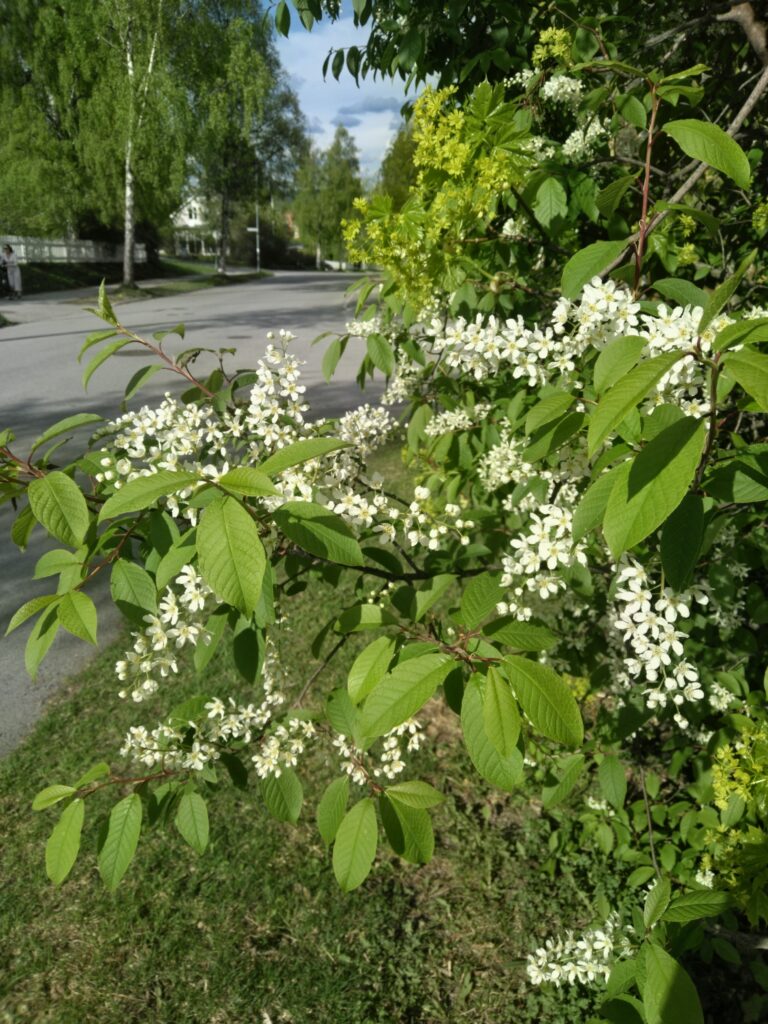 Häggträd i full blomning i solljus med frösöväg i bakgrunden