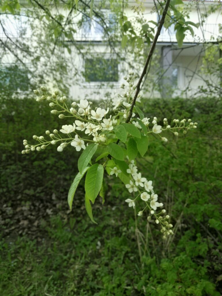 Hägggren med vita blommor och knoppar mot vit husvägg, Frösön maj 2026