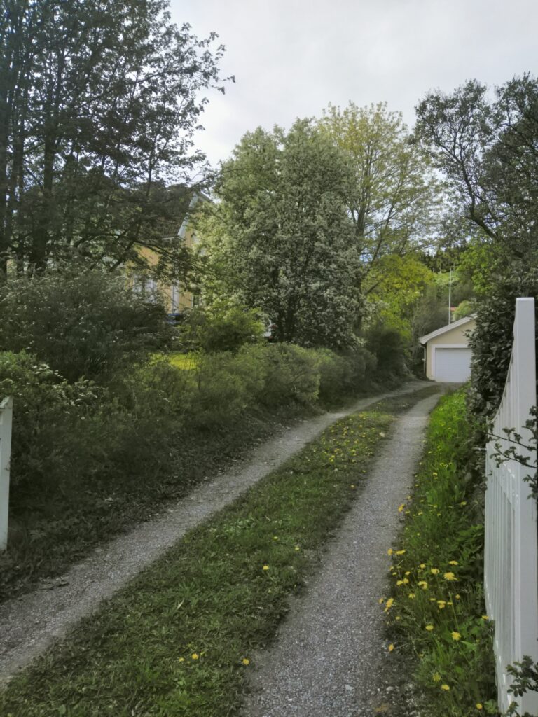 Smal grusväg med gröna buskar och gula maskrosor längs vitt staket, Frösön
