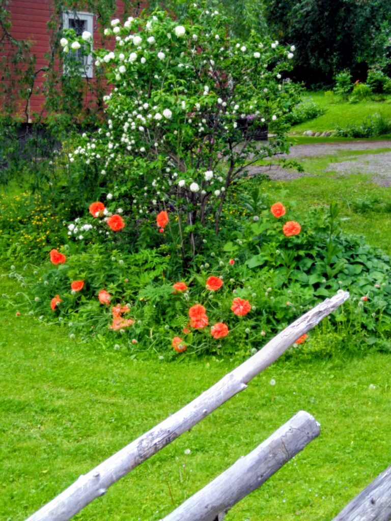 Trädgårdsblommor