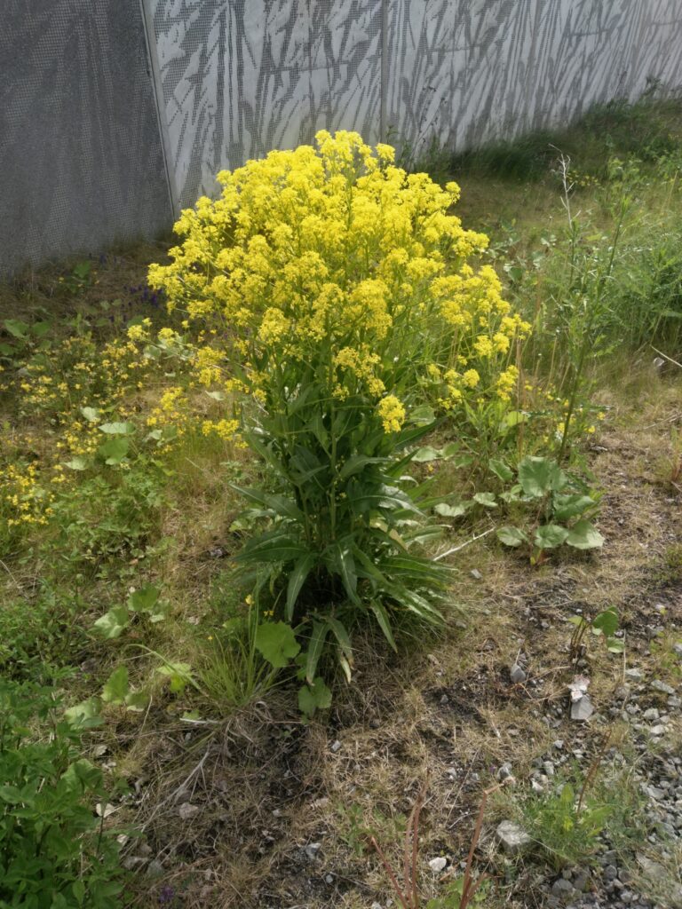 Vildväxande gul blomklunga vid järnvägen i Östersund, möjligen vägkål, mot ett grått bullerplank en sommardag