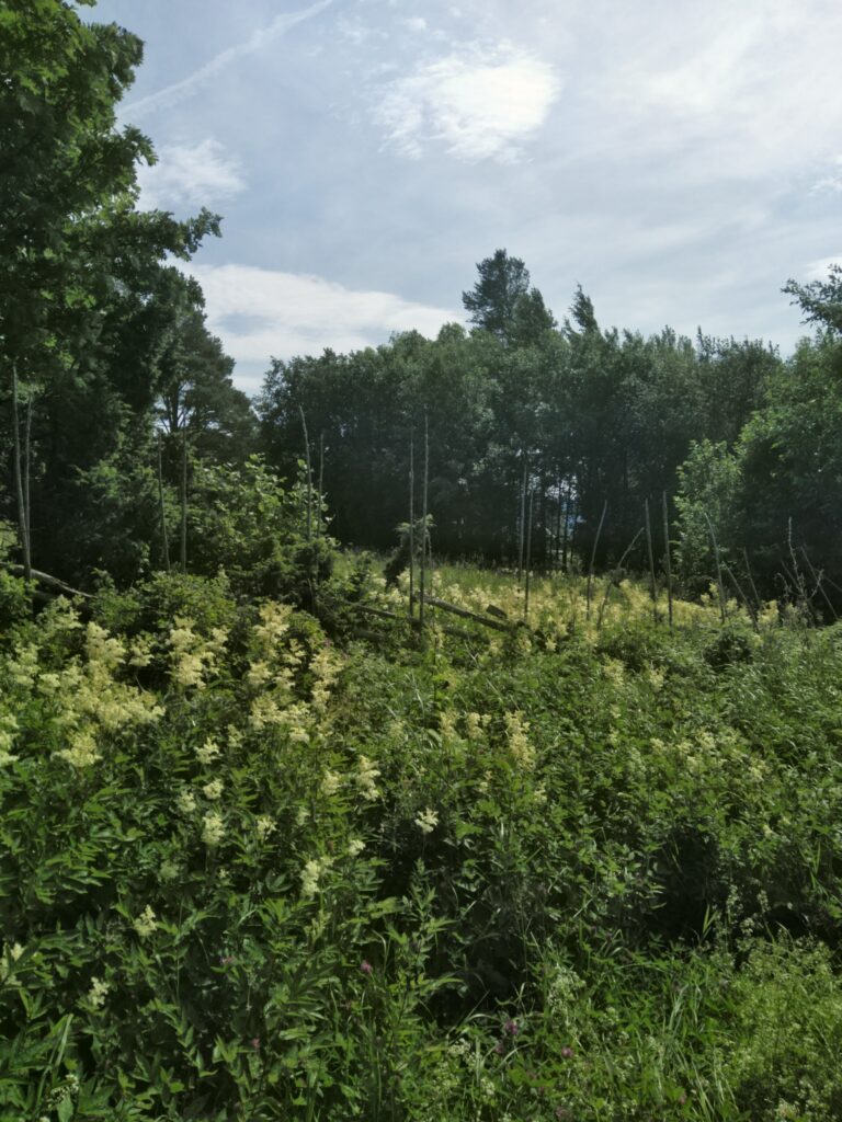 Vildblommor vid staket