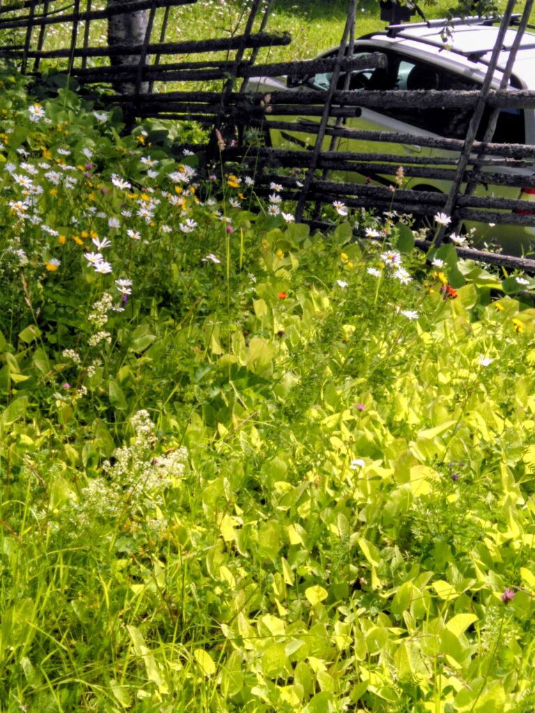 Blommor och staket
